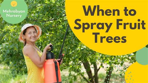 When To Spray Fruit Trees Overview Youtube