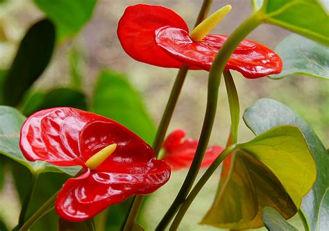 Antúrio Anthurium Andraeanum VegetaÇÃo Urbana Paisagismo