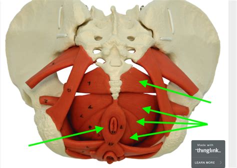 Pelvic Floor Diagram Quizlet