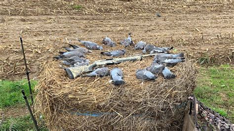 Chasse Pigeons Ramier Saison Youtube