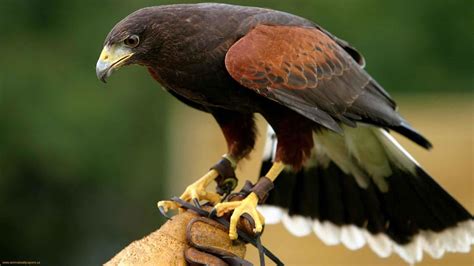 The Harris Hawk Image Id 288053 Image Abyss