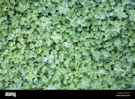 Ground cover sedum hi-res stock photography and images - Alamy