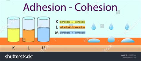 Adhesion Cohesion Physics Lesson Stock Vector Royalty Free 1990777532