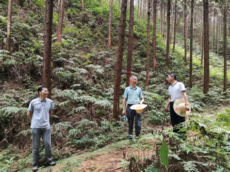 江西省林科院专家到明月山林场开展科技指导 Isenlincn