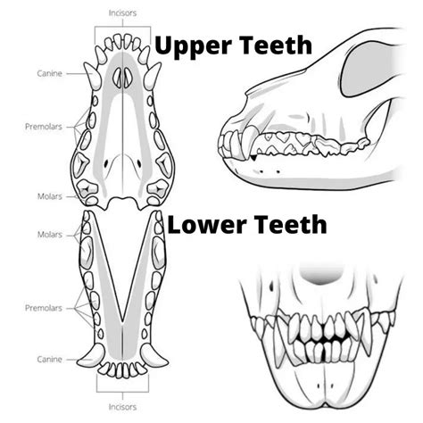 teeth  chihuahuas   top products