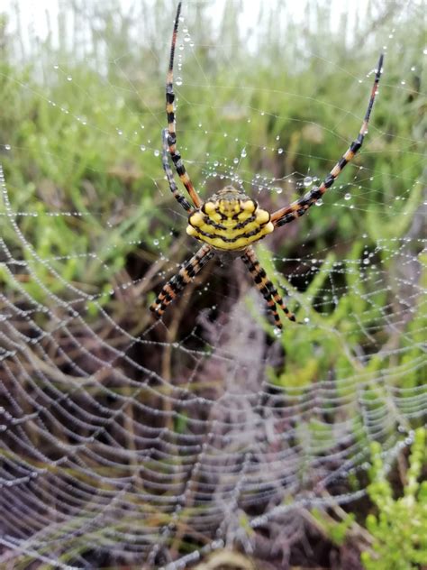 Common Garden Orbweb Spider From Silver Mine Nature Reserve Cape