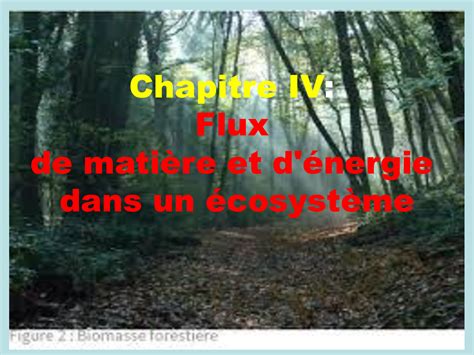 SOLUTION Chapitre Iv Flux De La Mati Re D Nergie Dans Un Cosyst Me