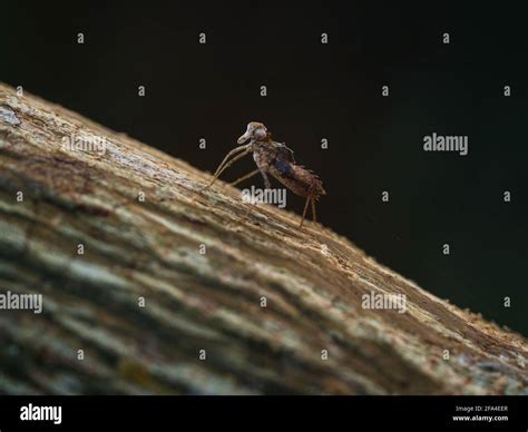 Closeup Detail Selective Focus Of Grasshopper Insect Skin Shed Moulting