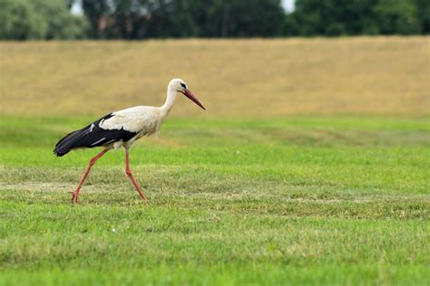 Free Images Nature Meadow Prairie Wildlife Beak Fauna Grassland