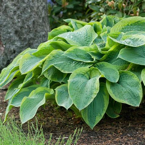 Hostas Shop Perennial Plants Longfield Gardens