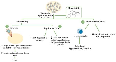 Pyrimethamine Mechanism Of Action