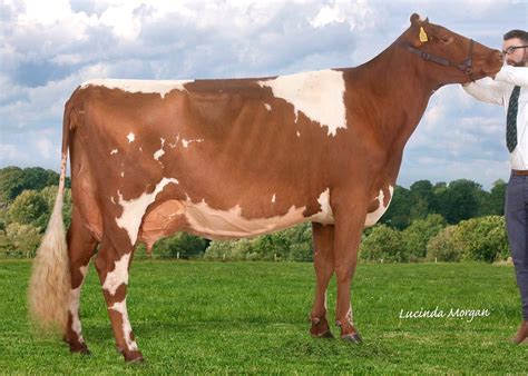 ayrshire dairy cattle