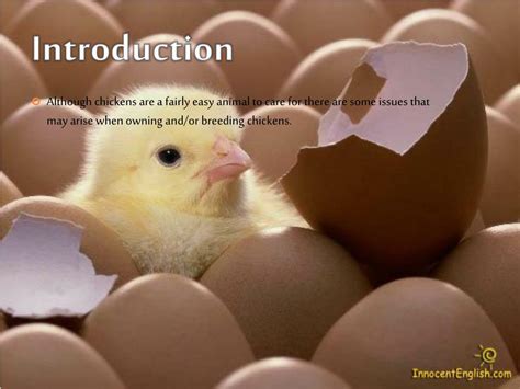 Ppt Chickens Powerpoint Presentation Free Download Id1560789