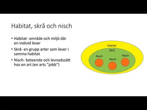 Ekologi Flashcards Quizlet