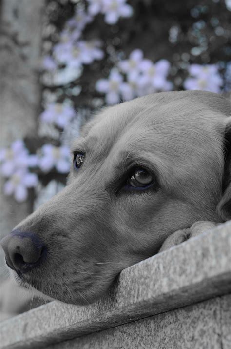 Perro Triste Mascota Foto Gratis En Pixabay Pixabay