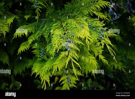 tuja hedge in juicy fresh green Stock Photo - Alamy