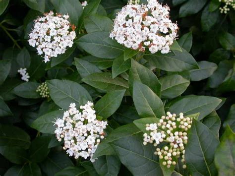 Viburnum tinus Evergreen Bush, Viburnum, Rhs, Backyard Garden, Shrubs ...