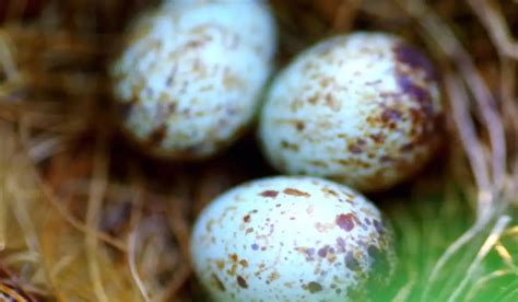 What Color Is A Cardinal Egg Spark Lark