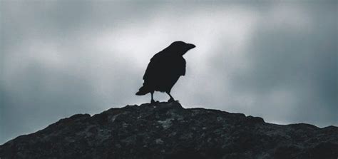 Raven Noise | Animal Sounds