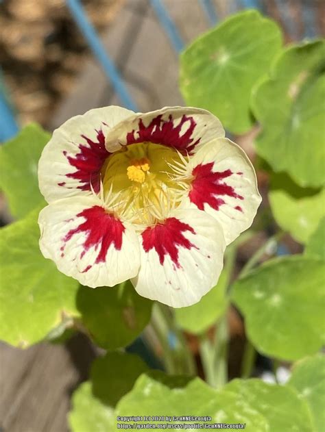 Garden Nasturtiums: Plant Care and Collection of Varieties - Garden.org