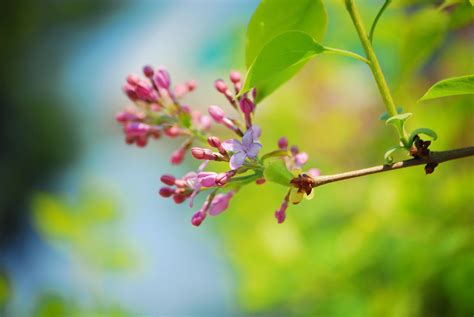 Lilac Flower Spring Free Photo On Pixabay Pixabay