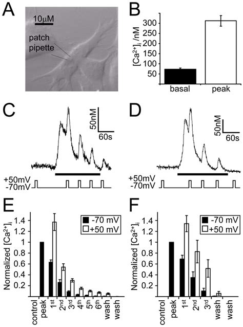 Muscarinic Ca 2 Signaling In The Human Neuronal Cell Line SH SY5Y Is