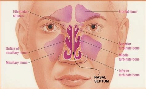 Recovering From Septoplasty And Turbinate Reduction Surgery Diagnosing