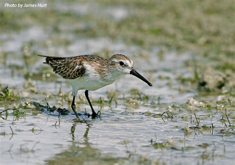 Find Information And Images About The Western Sandpiper