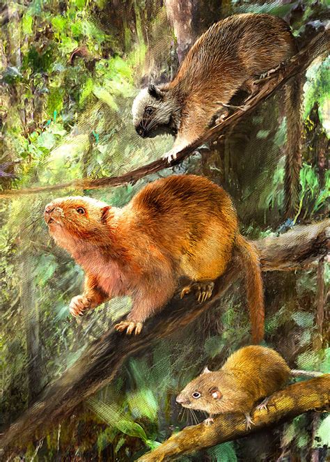 Paleontologists Find Fossils of Extinct Giant Cloud Rats in Philippines