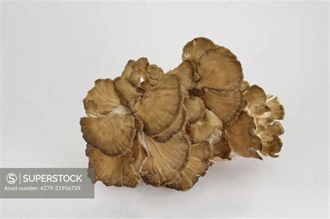 Polypore Mushroom Grifola Fondosahen Of The Woods Hen Of The Woods