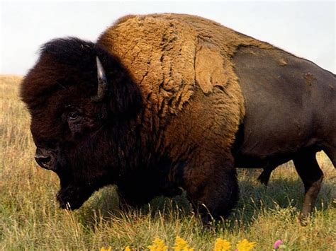 QQ Wallpapers: American Buffalo