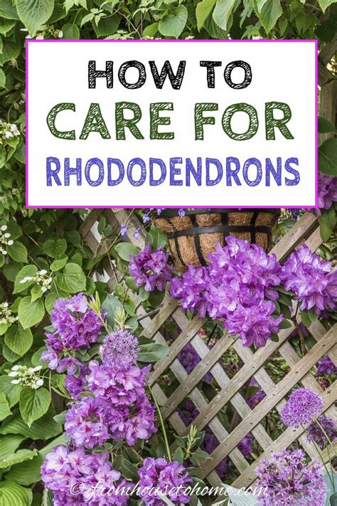 Rhododendron Care: How To Grow Beautiful Rhododendrons and Azaleas