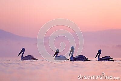 Bird With Morning Sunrise Dalmatian Pelican Pelecanus Crispus In