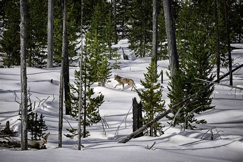 The Economic Benefits And Struggles Of Wolves In Yellowstone