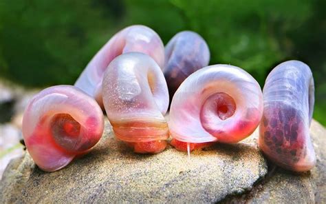 Tips For Breeding Ramshorn Snails Gills Thrills The Ultimate