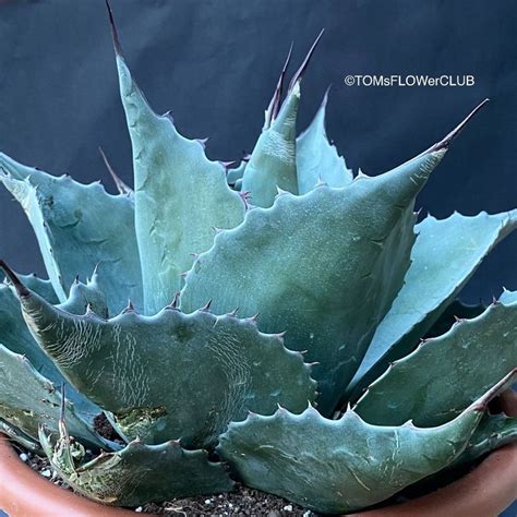 Agave Ovatifolia Winterhart Kaufen Auf Ricardo