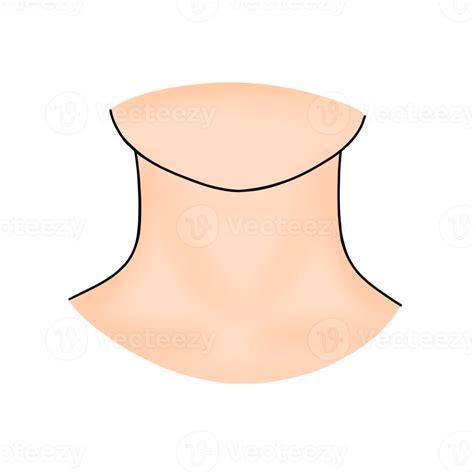 Neck Human Body Part Cartoon Illustration 23208847 Png