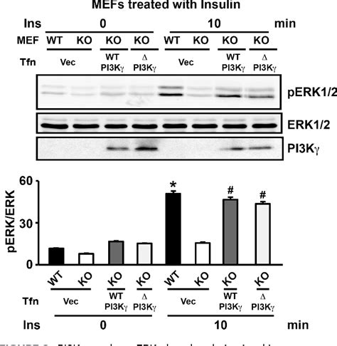 Figure From Noncanonical Regulation Of Insulin Mediated Erk