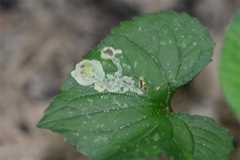 New Hope Bottomlands Leaf Miner Agromyzidae On Viola Species D