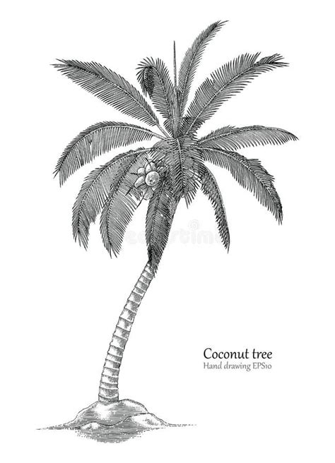 Coconut Tree Drawing For Kids / Simplest way to draw a coconut tree.