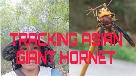 Tracking New Another Asian Giant Hornet 🐝🐝🐝 Youtube