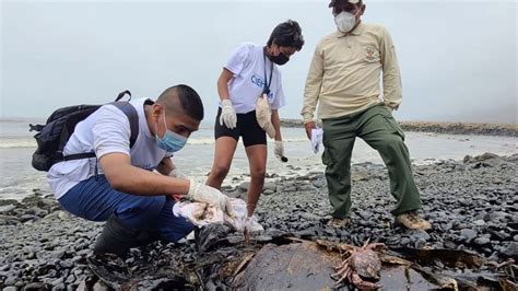 Caso Repsol El Oefa Informa Que A N Hay Sitios Contaminados Por El