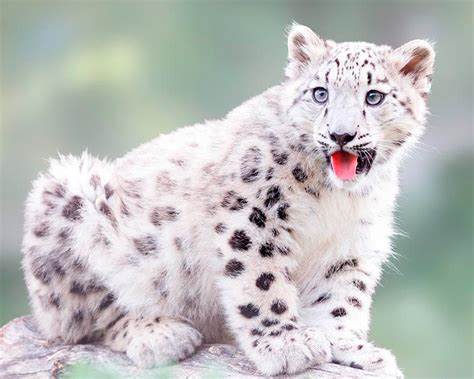 Curiosidades Del Leopardo De Las Nieves