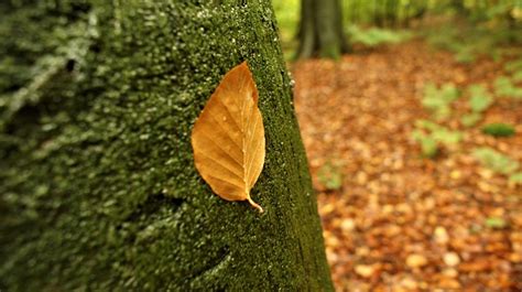 Otoño Al Aire Libre Haya Foto gratis en Pixabay Pixabay