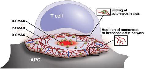 Organization And Actin Dynamics Within The IS Diagram Showing The