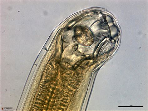 Ancylostoma Sp Roundworms Monster Hunters Guide To Veterinary