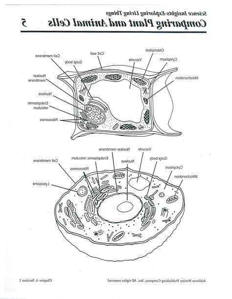 Blank Animal Cell Diagram To Label - Pensandpieces