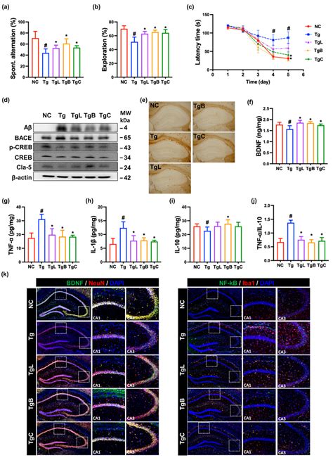 Nk Nk And Nkc Alleviated Cognitive Decline In Xfad Transgenic