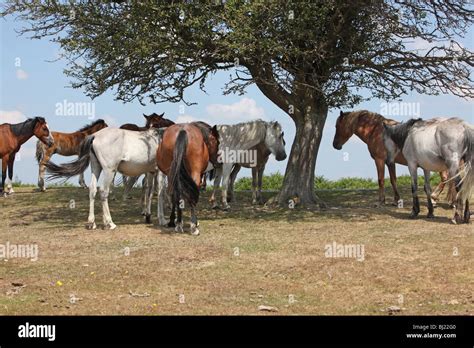 New Forest Ponies Stock Photo - Alamy