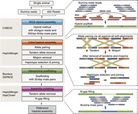 Whole Genome Shotgun Sequencing